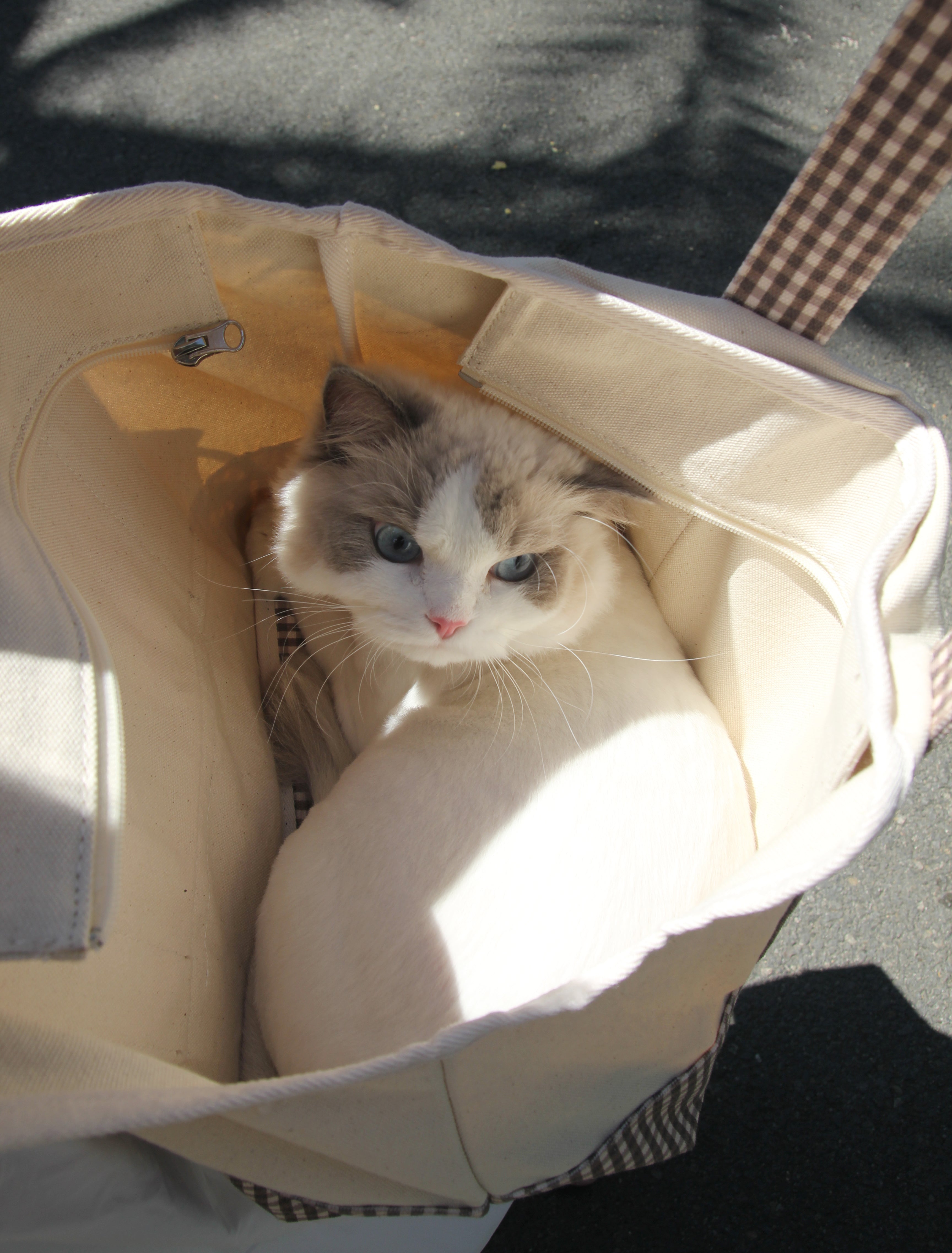 Born to be Spoiled Gingham Pet Carrier