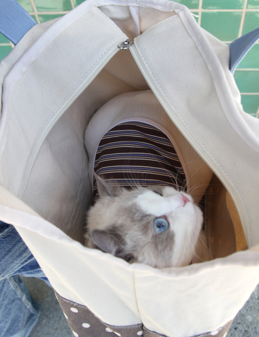 Born to be Spoiled Dot Pet Carrier